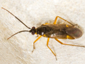 Brachyarthrum limitatum